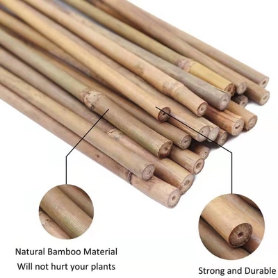 Estacas de bambu naturais do apoio da planta para plantas internas, estaca de bambu 40cm do jardim de bambu de Polos das varas 595cm