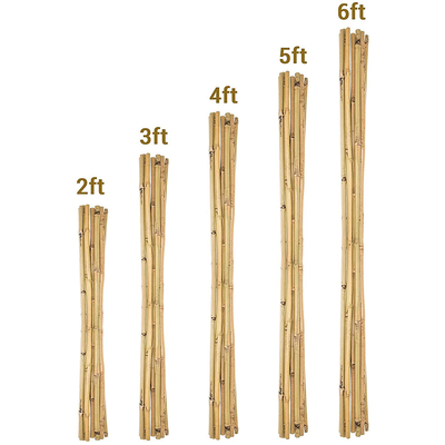 Estacas de bambu naturais Polos de bambu crus da mobília do jardim altura de 40cm a de 500cm