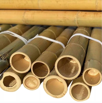 Bambu natural Polo de um Moso de 10 pés para a construção de construção do jardim