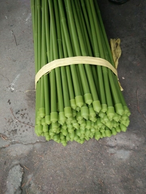 verde Polos de bambu do comprimento de 40cm 60cm 90cm 120cm que pintam o verde