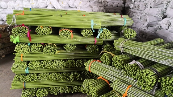 verde Polos de bambu do comprimento de 40cm 60cm 90cm 120cm que pintam o verde