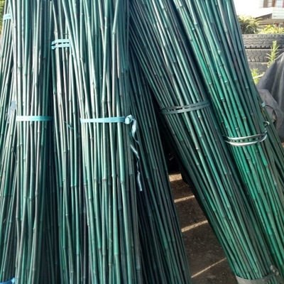 O plástico revestiu o bambu cru natural Polos para apoios das estacas da planta das árvores dos tomates