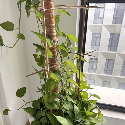 Moso enfileira Polos que de bambu os bastões estacam as varas que cultivam a decoração de jardinagem do apoio