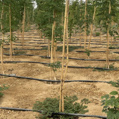 Estacas de bambu naturais do apoio da planta para plantas internas, estaca de bambu 40cm do jardim de bambu de Polos das varas 595cm