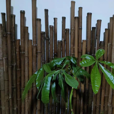 O anti molde pintou as estacas que de bambu a planta colorida Tonkin carbonizou 250cm