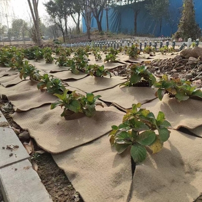 Tapete natural de planta de juta Protector ecológico para plantas em pote, decoração de jardim, germinação de sementes